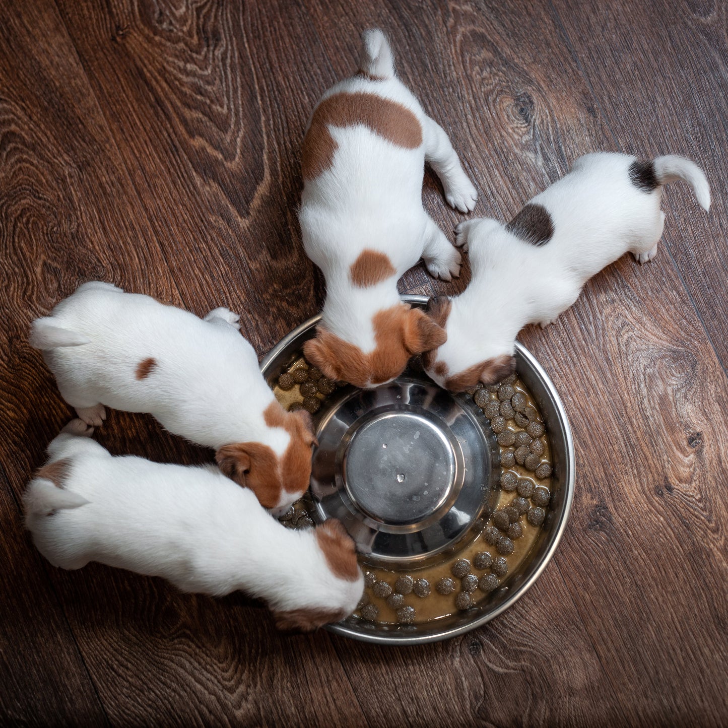 Four jack russel terrier puppies  eating from a puppy feeding pan on a wooden floor.