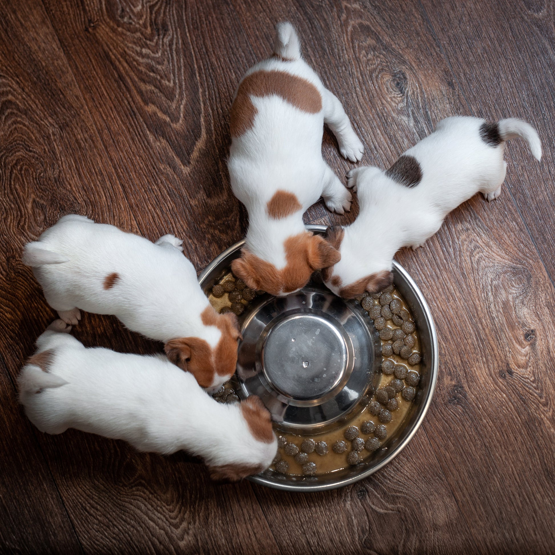 Four jack russel terrier puppies  eating from a puppy feeding pan on a wooden floor.