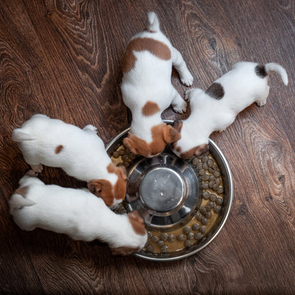 Four jack russel terrier puppies  eating from a puppy feeding pan on a wooden floor.
