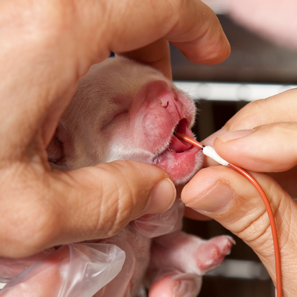 Inserting a feeding tube into a puppys mouth