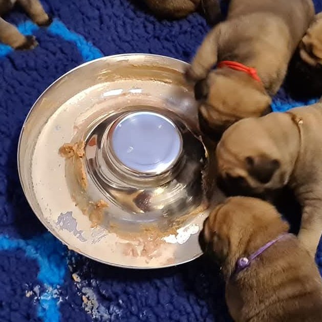 Puppies around a puppy feeding pan eating on a blue blanket