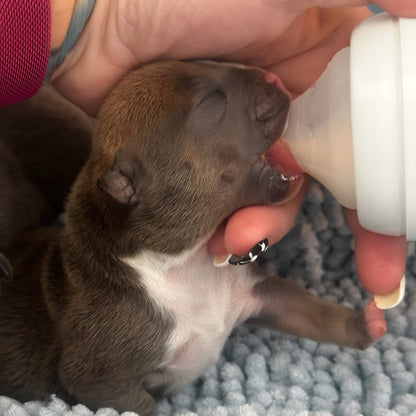 A close-up of a small brown brachycephalic puppy being bottle-fed with a wide neck pigeon bottle by a person's hand on a textured grey blanket.