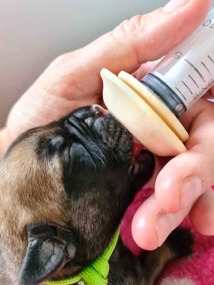 Newborn puppy being hand-fed Wombaroo Dog Milk Replacer using a syringe and Miracle Nipple