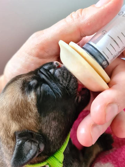 Newborn puppy being hand-fed Wombaroo Dog Milk Replacer using a syringe and Miracle Nipple