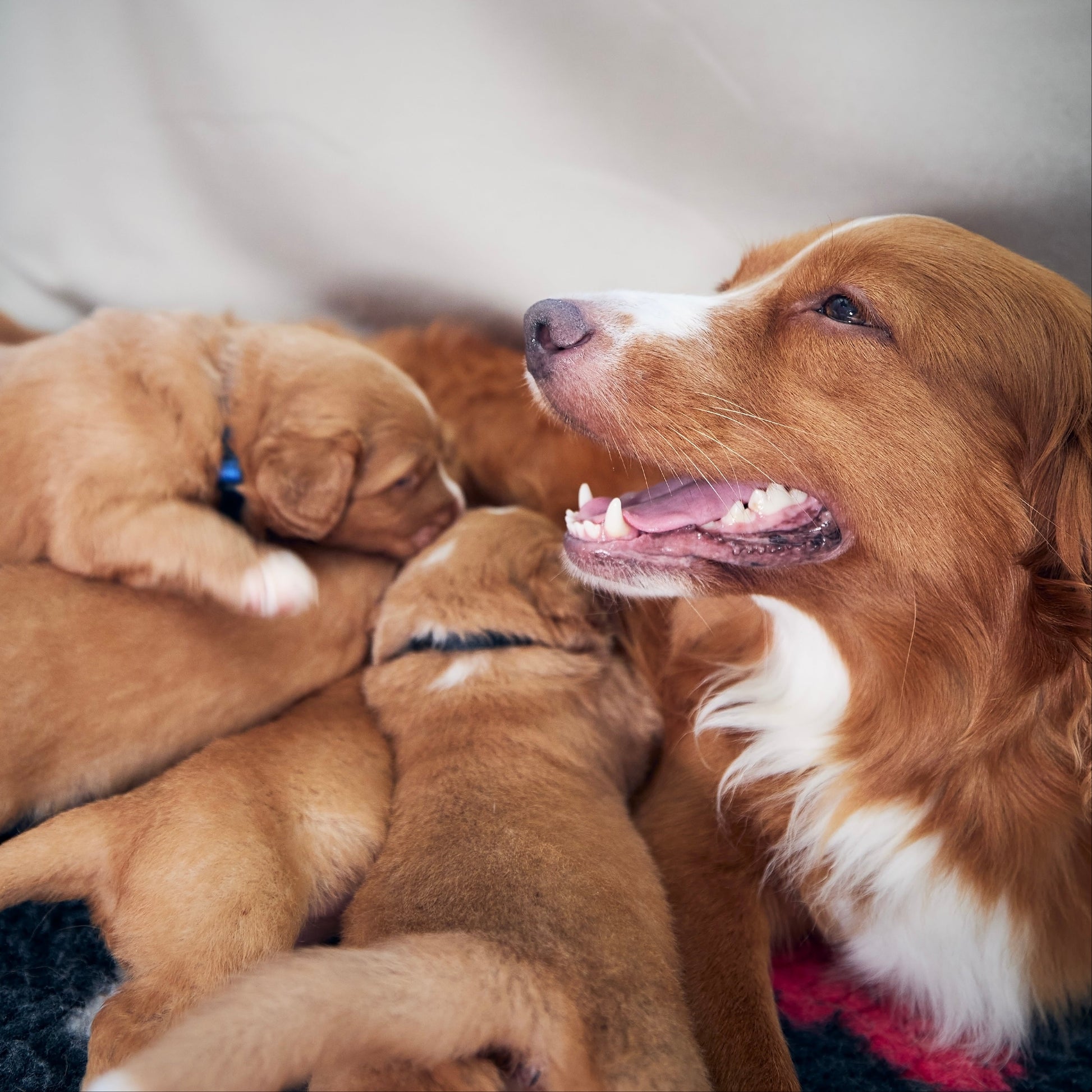 Mother dog with her puppies on a blanket