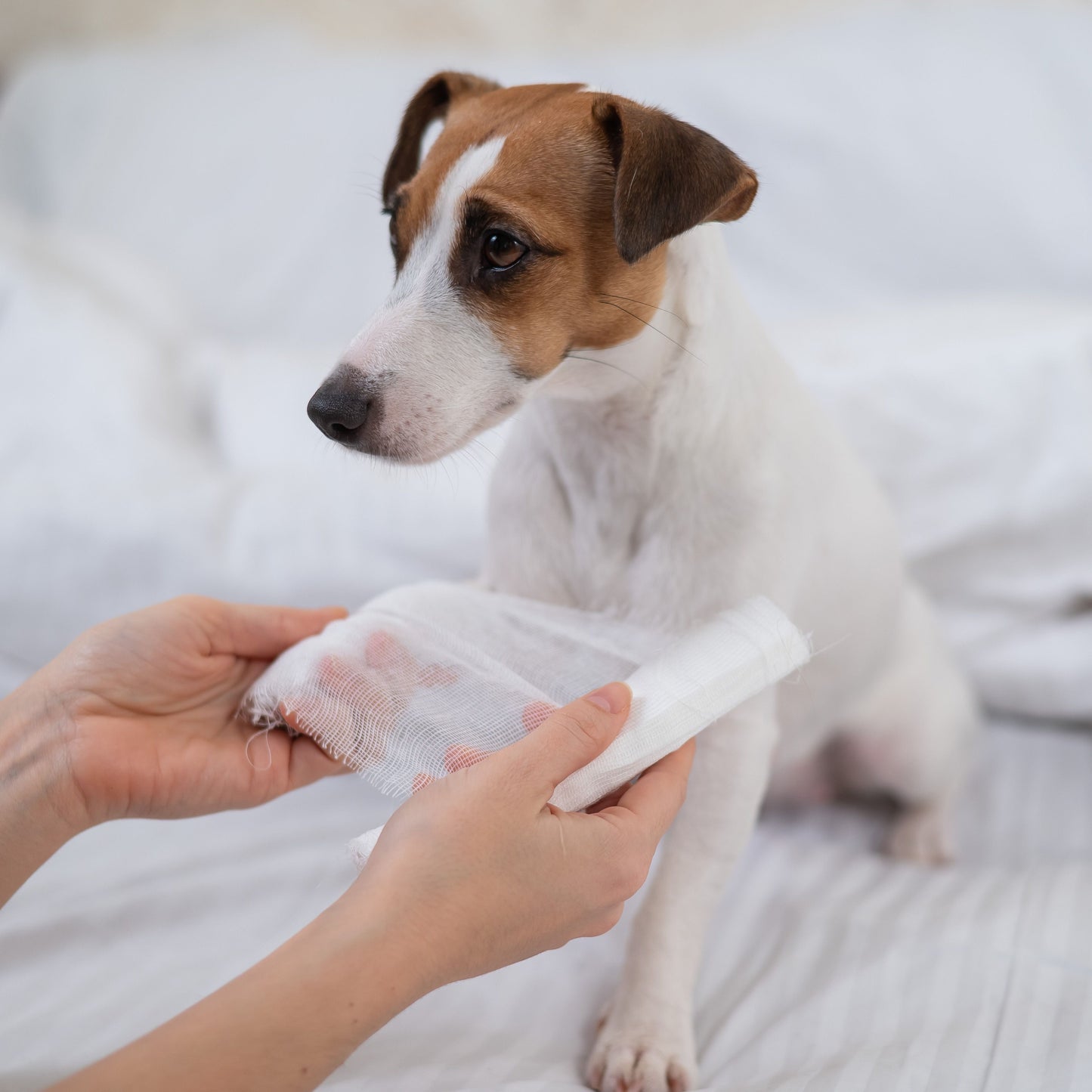 Dog with a bandaged paw being treated by a person on a white blanket.