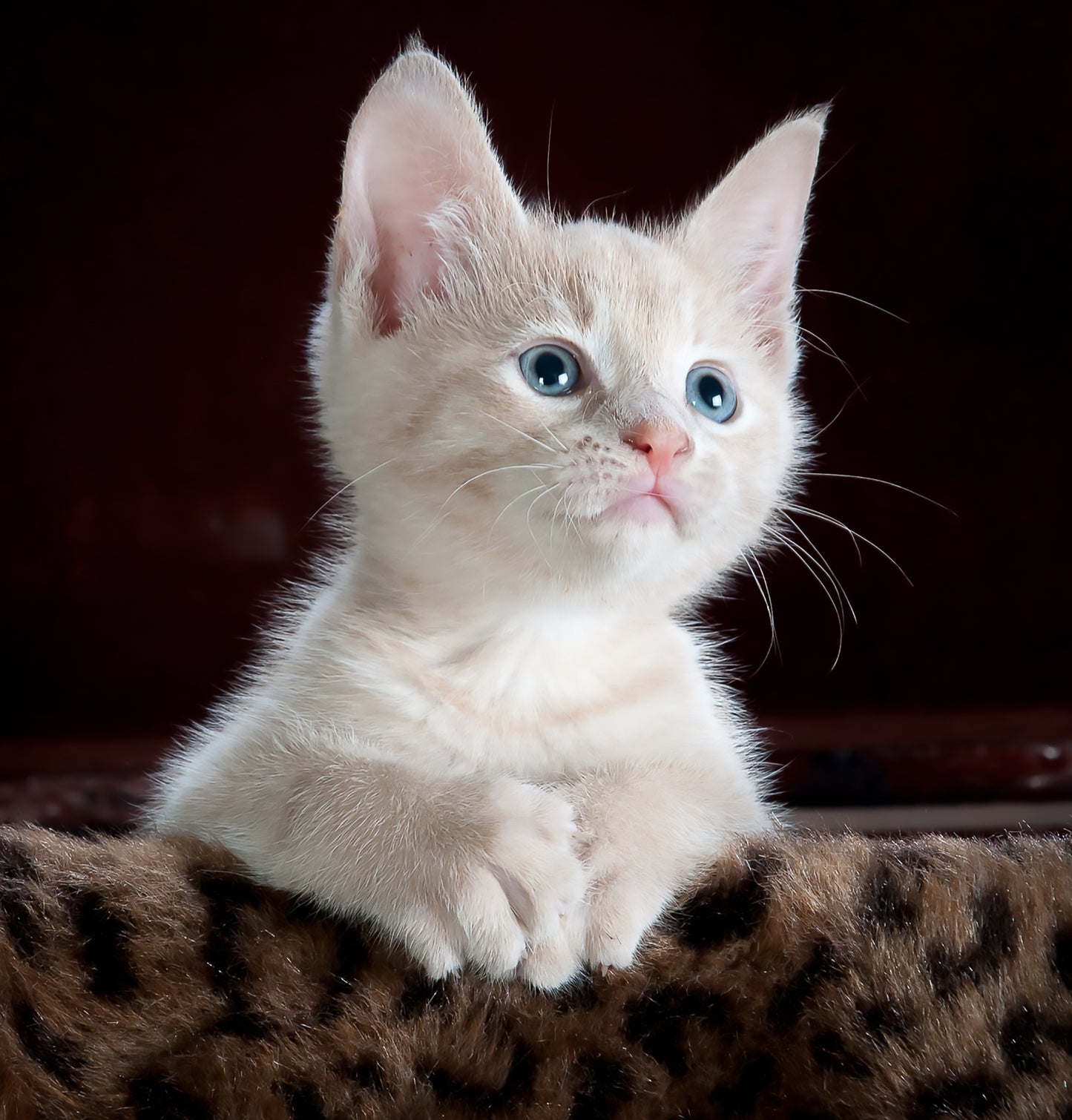 Milbemax for Small Cats 0.5kg to 2kg | 2 Tablets