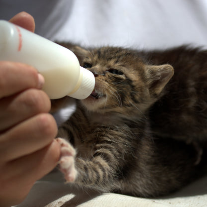 Person feeding a kitten from a bottle with a blurred background