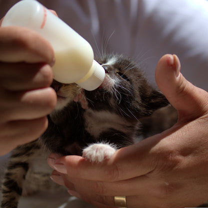 Person feeding a kitten Wombaroo Cat milk from a bottle with a blurred background