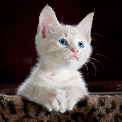 Cute kitten with blue eyes sitting on a textured surface