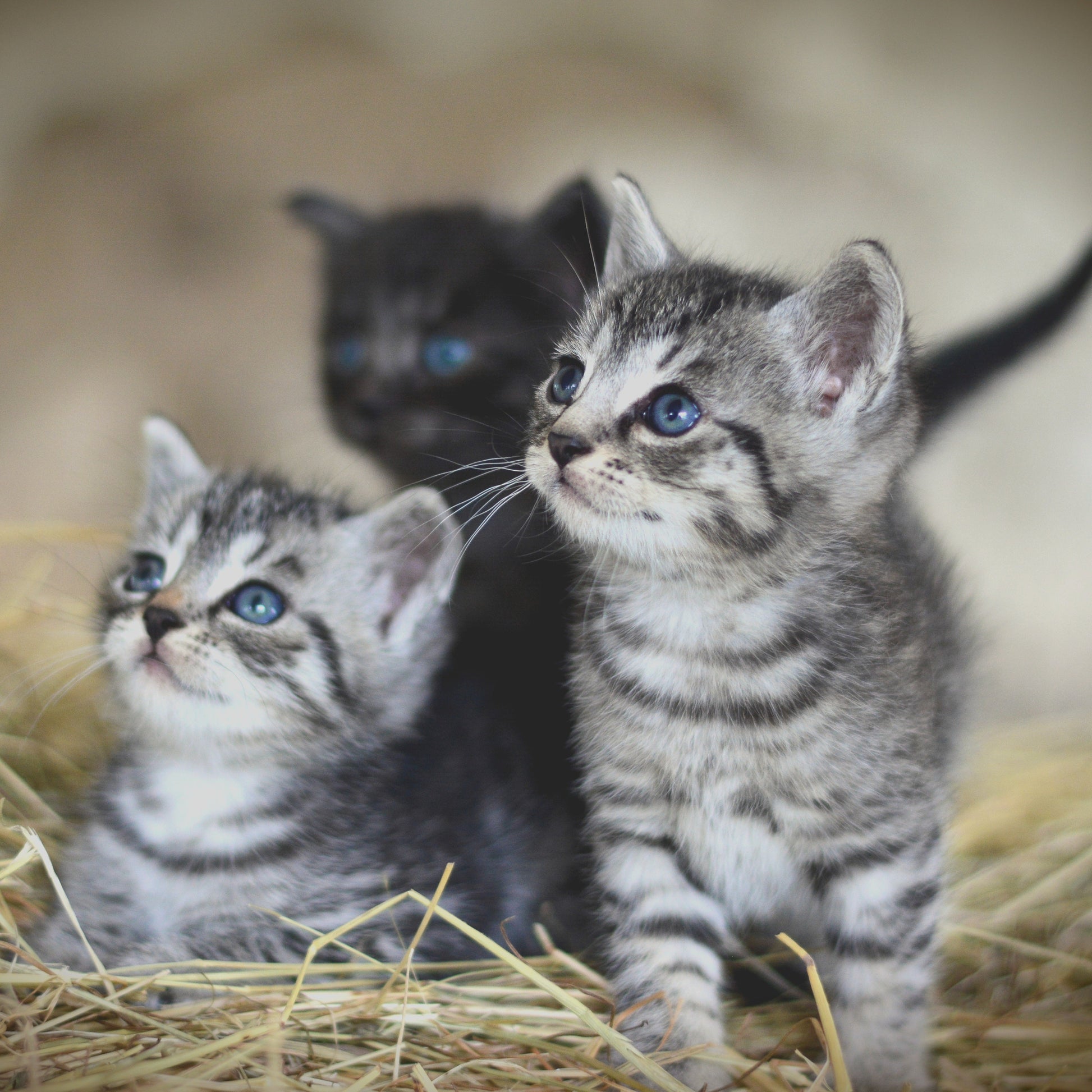 Three kittens on hay with a blurred background