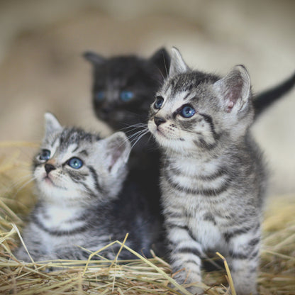 Oz Fur Kids Kitten Gift Pack