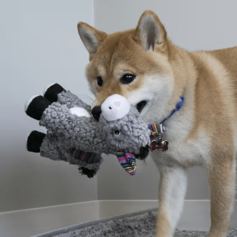 Dog playing with a KONG Sherps donkey plush toy on a neutral background