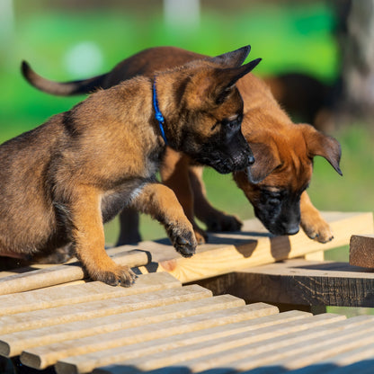 Feramo-D 450g Vitamin & Mineral Supplement for Dogs