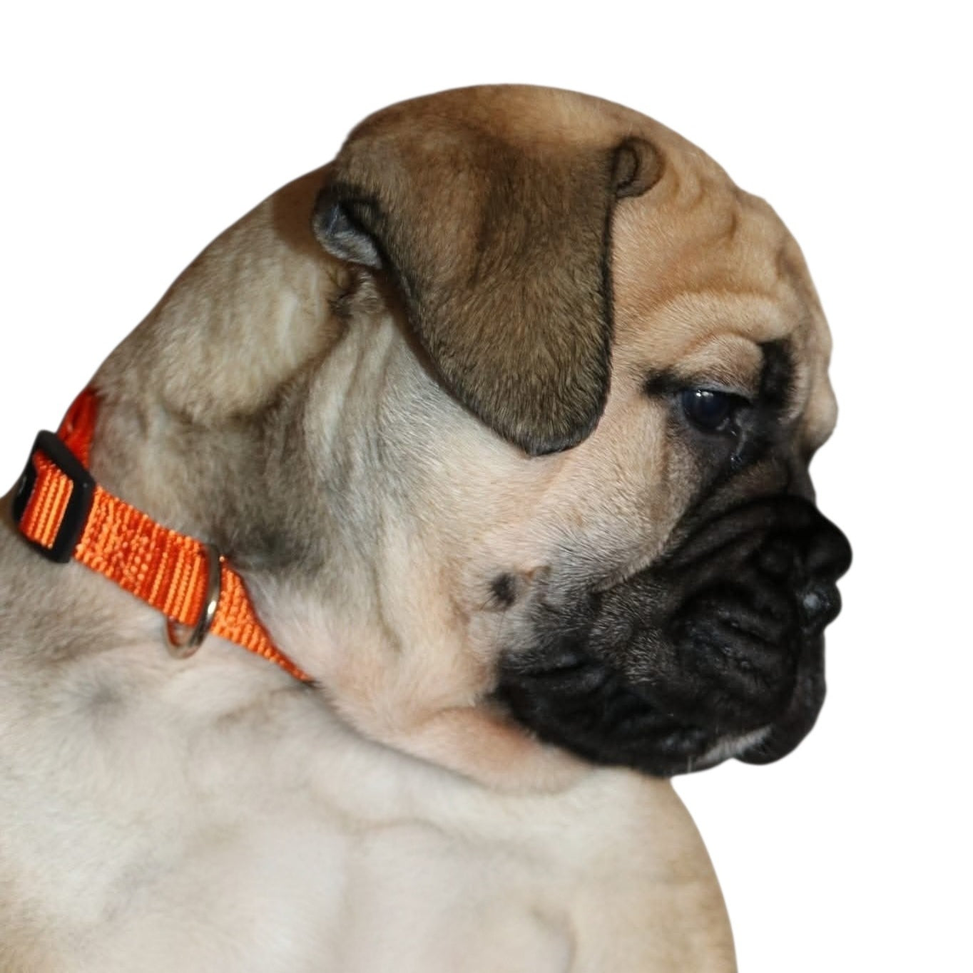 Puppy ID Collars & Leads - Extra Large