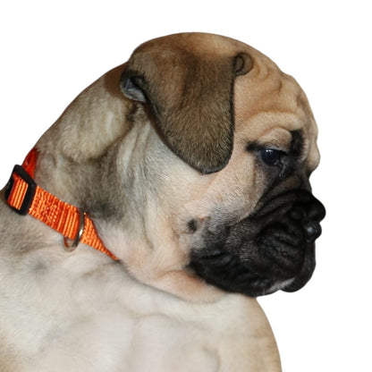 Puppy ID Collars & Leads - Extra Large