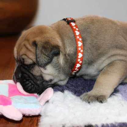 Puppy ID Collars & Leads - Hearts & Paws