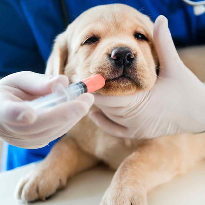 Veterinarian administering Drontal Puppy Worming Suspension to a Labrador puppy by oral syringe
