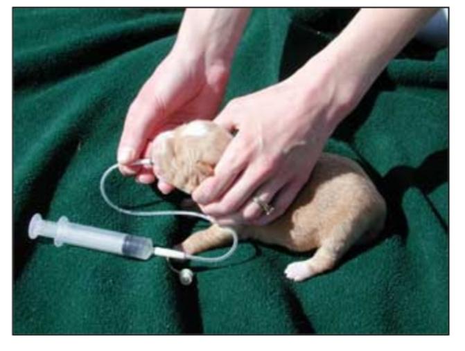 Oral Tip Feeding Tubes 3.5 or 5FG and Syringes