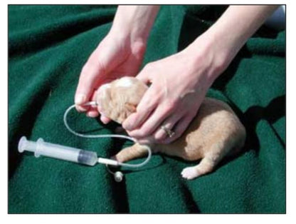 Oral Tip Feeding Tubes 3.5 or 5FG and Syringes