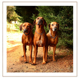 Greeting/Sympathy Cards Dogs - Many Designs!