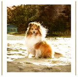 Greeting/Sympathy Cards Dogs - Many Designs!