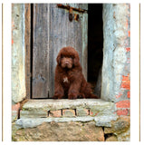 Greeting/Sympathy Cards Dogs - Many Designs!