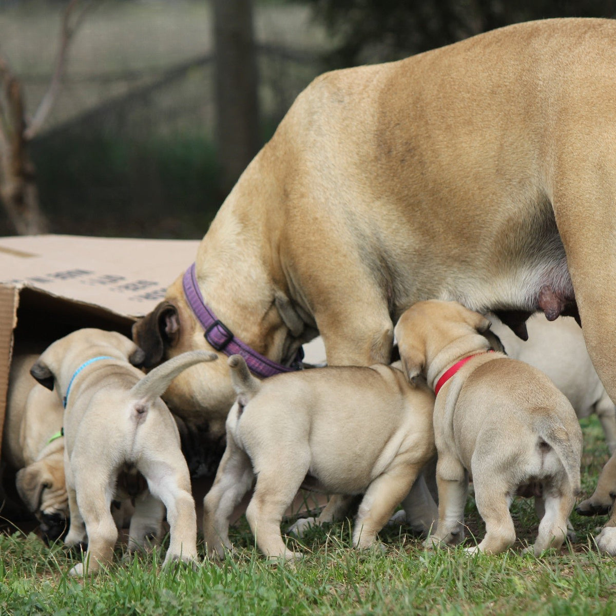 Bullmastiff puppies and mum exploring a box after being wormed with Drontal Puppy Worming Suspension