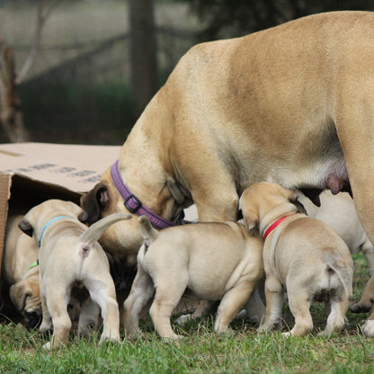 Bullmastiff puppies and mum exploring a box after being wormed with Drontal Puppy Worming Suspension