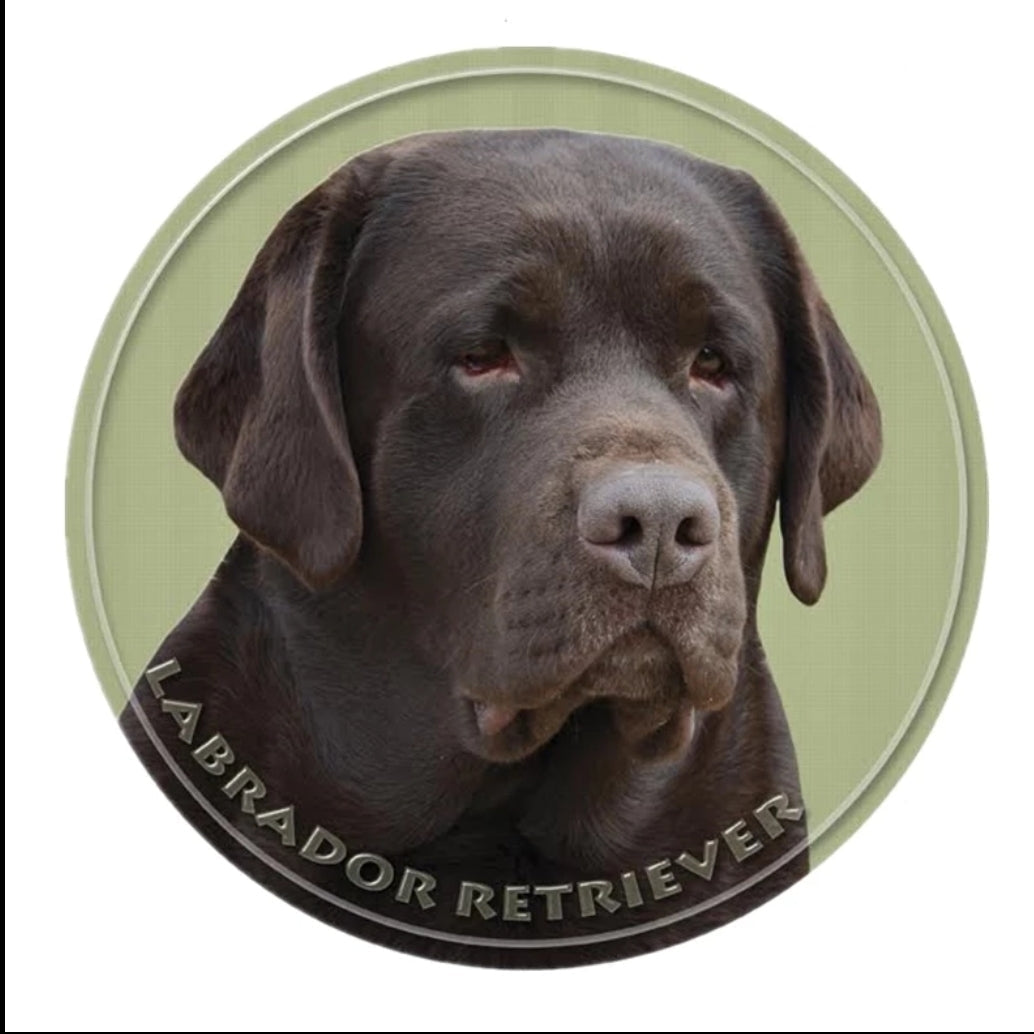 Chocolate Labrador on a white background