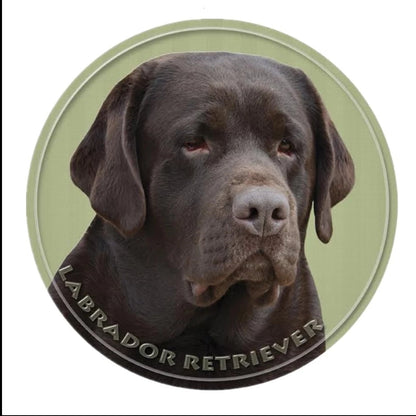Chocolate Labrador on a white background