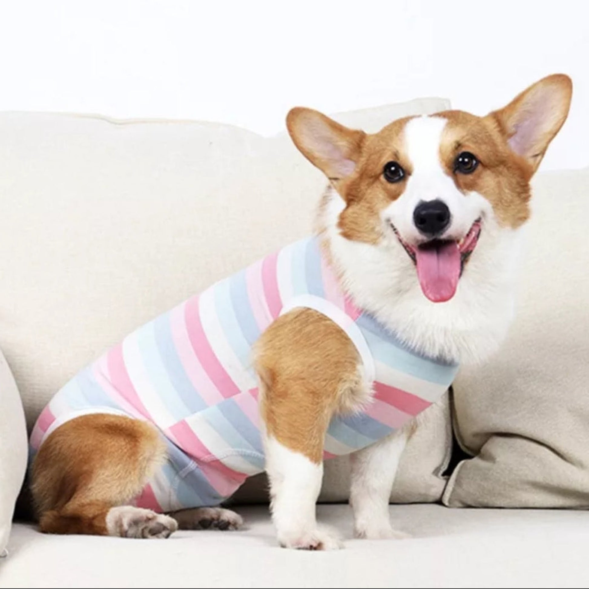 Dog wearing a striped Recovery Suit on white background