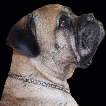 Flat Link Show Chain on Bullmastiff on a black background