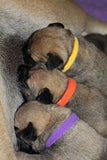 Soft Velcro Puppy ID Bands 35cm or 40cm - Set of 15