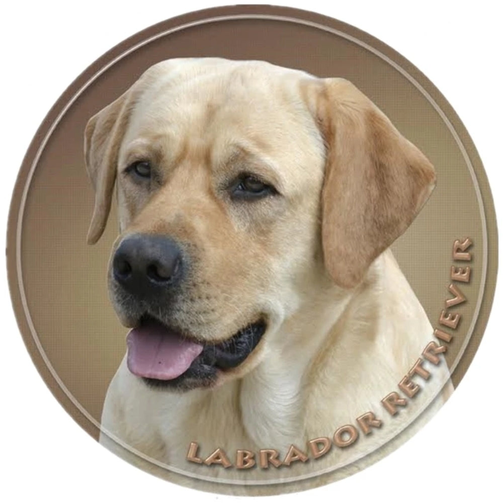 Golden Labrador on a white background