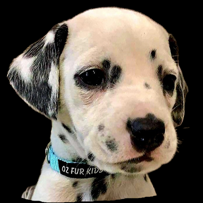 Puppy ID Collars Solid Colours - Puppy Paws Clip with Optional Leads