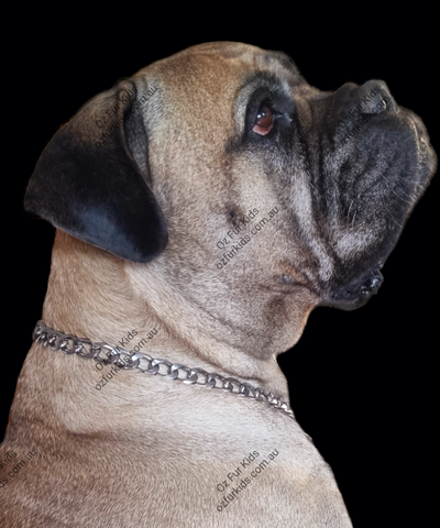 Flat link online show collar