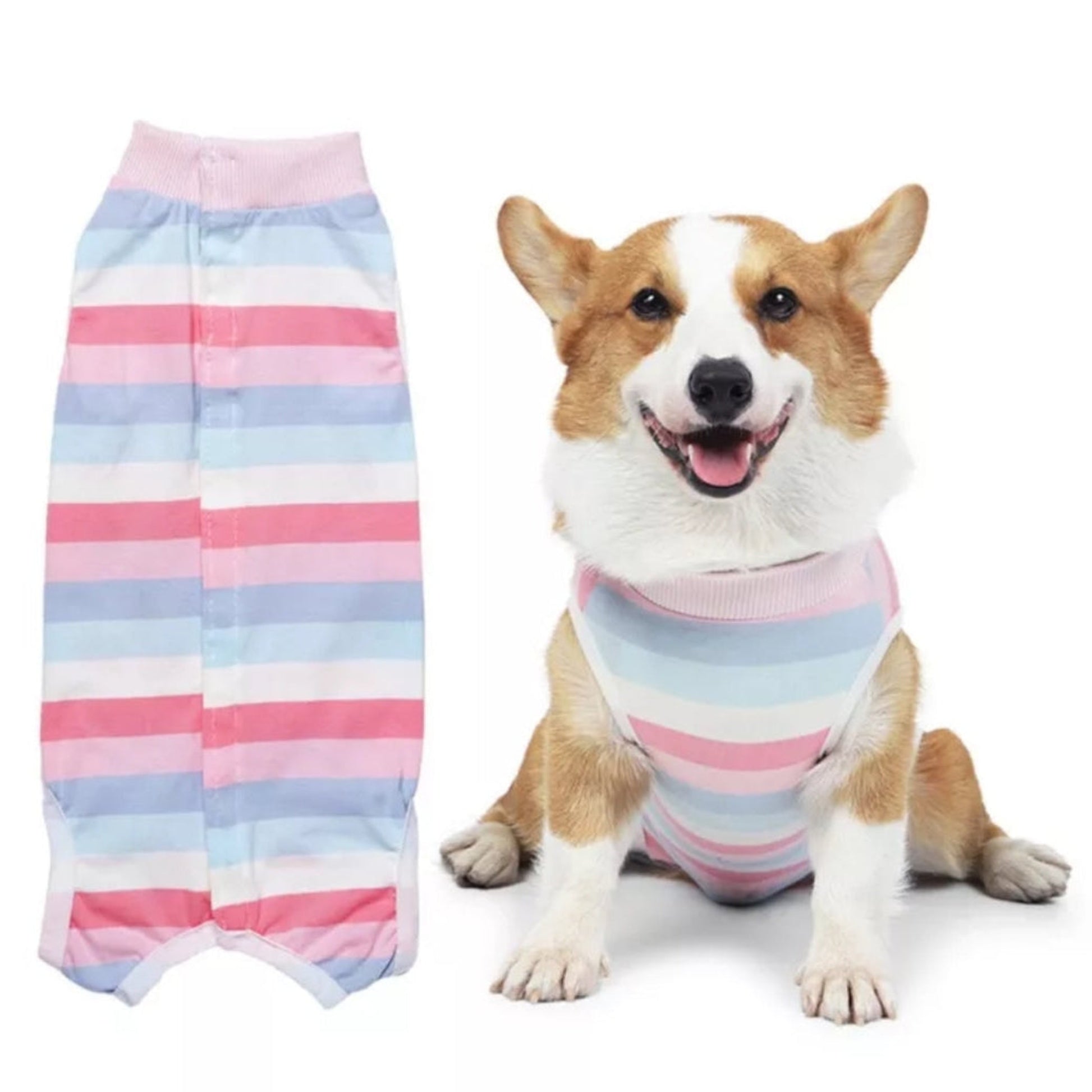 Dog wearing a striped recovery suit on a white background