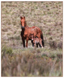 Greetings/Sympathy Cards Horses