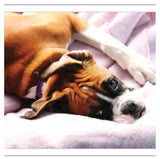 Greeting/Sympathy Cards Dogs - Many Designs!