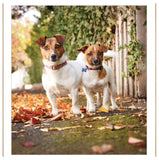 Greeting/Sympathy Cards Dogs - Many Designs!