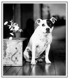 Greeting/Sympathy Cards Dogs - Many Designs!