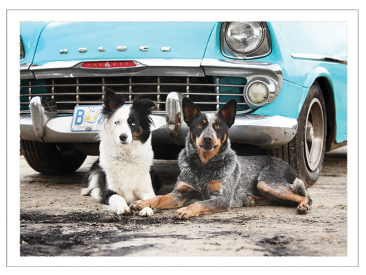 Cards - Dogs - Various Designs