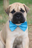 NEW! Bow Ties Set 13 to Match Puppy Paws Collars or Paracords