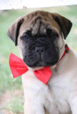 NEW! Bow Ties Set 13 to Match Puppy Paws Collars or Paracords