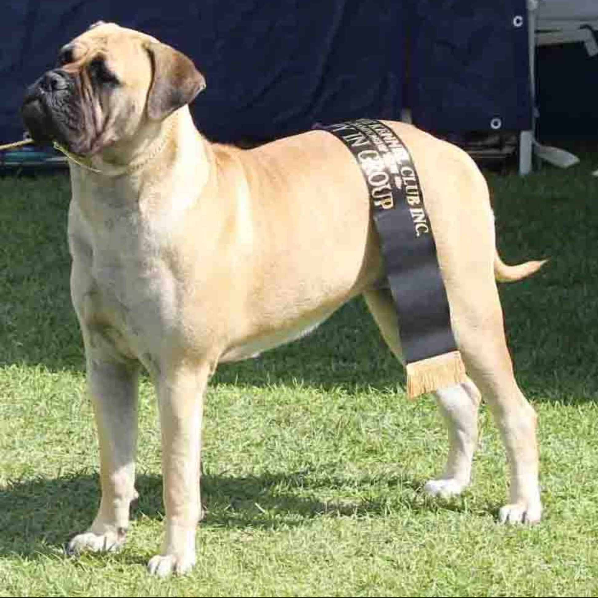 Bullmastiff standing on grass wearing a gold snake chain and with a winning ribbon
