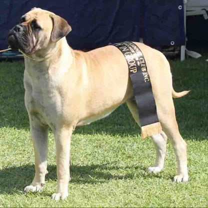 Bullmastiff standing on grass wearing a gold snake chain and with a winning ribbon