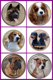 Stickers -- BREEDS A to C --Various Sizes from