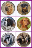 Stickers -- BREEDS Q to Z -- Various Sizes from