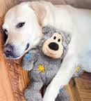 KONG Wild Knots Bears